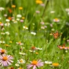 A peaceful meadow filled with wildflowers and butterflies