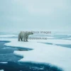 A polar bear standing on melting ice sheets