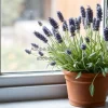 A potted lavender plant on a windowsill