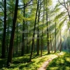 A pristine forest with sunlight filtering through the trees