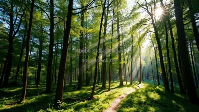 A pristine forest with sunlight filtering through the trees