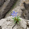 A rare blue flower growing on a mountain cliff