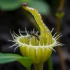 A rare carnivorous plant capturing an insect