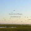 A river delta filled with birds and natural beauty