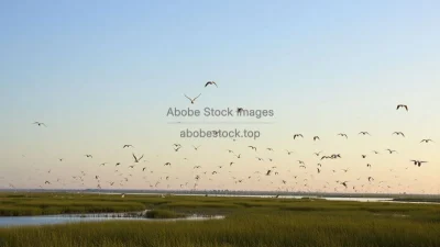 A river delta filled with birds and natural beauty