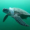 A sea turtle tangled in plastic bags underwater with hazy greenish light