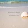 A seashell lying on a pristine beach