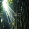 A serene bamboo grove with soft light