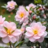 A serene garden with blooming camellias