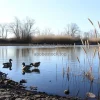 A serene riverbank with ducks and reeds