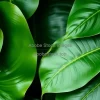 A set of tropical monstera leaves overlapping