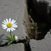 A single daisy growing through a crack in concrete