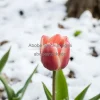 A single tulip blooming in early spring snow