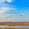 A sky full of migratory birds over wetlands