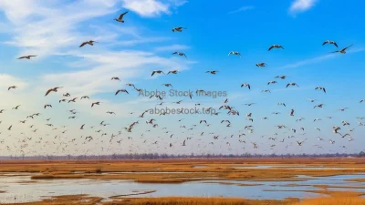 A sky full of migratory birds over wetlands
