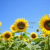 A sunflower field under a bright blue sky