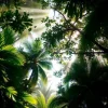 A tropical forest canopy with beams of sunlight