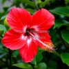 A tropical hibiscus plant with large petals