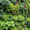 A vertical wall garden full of green plants