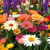 A vibrant display of seasonal spring flowers