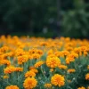 A vibrant field of orange marigolds
