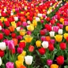 A vibrant tulip garden arranged in patterns