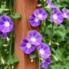 A vine of morning glories climbing a wooden trellis