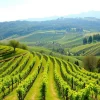 A vineyard on sustainable terraced hills