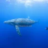 A whale swimming near divers in a clean ocean