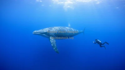 A whale swimming near divers in a clean ocean