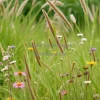 A wild garden with tall grasses and flowers
