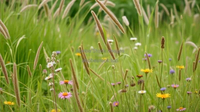 A wild garden with tall grasses and flowers