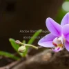 A wild orchid growing on a tree branch