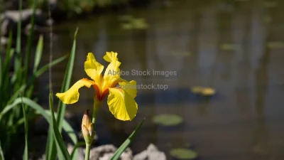 A yellow iris blooming beside a pond