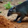 Aardvark digging near termite mounds
