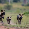 African wild dog pack on the hunt