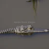 Alligator swimming silently in swamp water