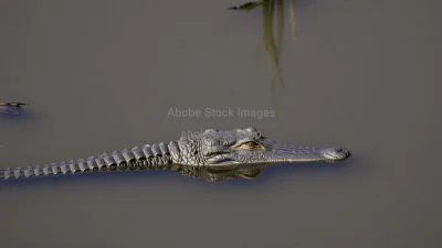Alligator swimming silently in swamp water