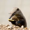 Anteater searching for food