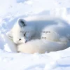 Arctic fox curled up in snow
