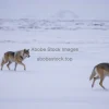 Arctic wolf pack crossing snowy tundra