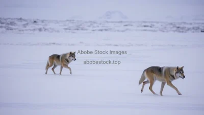 Arctic wolf pack crossing snowy tundra