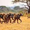 Baboon troop moving through savannah