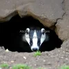 Badger emerging from burrow