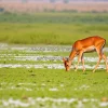 Barasingha deer grazing in wetlands