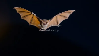 Bat flying through night sky