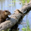 Beaver building a wooden dam
