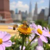 Bees pollinating flowers on a rooftop apiary city skyline in background macro