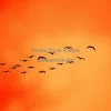 Birds migrating across a red smoky sky from wildfires high contrast silhouette