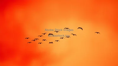 Birds migrating across a red smoky sky from wildfires high contrast silhouette